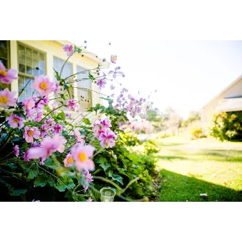 Pink Garden Flower